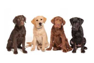 Variety Four Different Colored Labrador Puppys Photo Art Print Poster 18x12