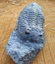 Trilobit,Ordovizium,Öland, Schweden.a.m.Sammlung.