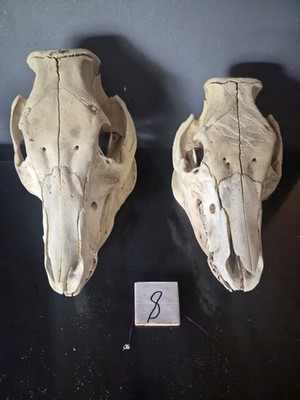 Pig Skulls