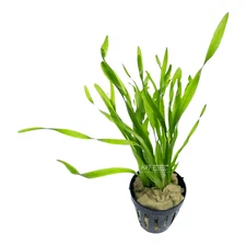 Vallisneria Contortionist | Aquarium Plants Factory®