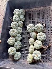 3-4cm cactus Succulent Plant beautiful Home Garden Plant selfroots