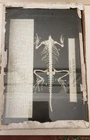 Antique Anatomical Model of a Lizard Natural Skeleton. 1930s-40s In Original Box