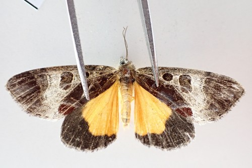 M15255. Insects, butterflies: Noctuidae sp. Vietnam, Lai Chau | eBay