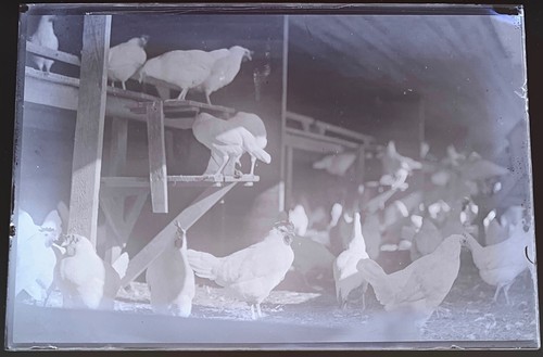 Chickens in Coop, Poultry ~ Original Antique Glass Negative ~ Milford, DE Estate - Picture 1 of 3