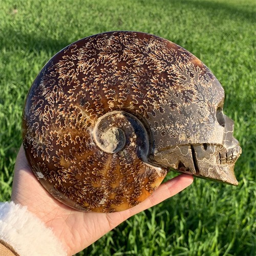 1240g Natural Ammonite Fossil Conch Quartz Carved Crystal Skull Healing.X5132