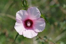 Hibiscus laevis  Halberd Leaf Rose Mallow  10 Seeds
