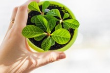 Madagascar Jewel seeds, Euphorbia leuconeura, with detailed growing instructions