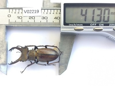 V02219. Insects, Lucanidae: Lucanus Fukinukiae sp. Vietnam, Lai Chau