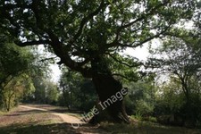 Photo 6x4 The Wotton Oak, Wotton House, Wotton Underwood This very old oa c2005