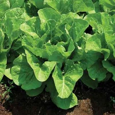 Jericho Romaine Lettuce Seeds, NON-GMO, Extremely Heat Tolerant, FREE SHIPPING