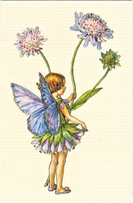 THE SCABIOUS FAIRY from Flower Ferries by Cicely M.Barker  postcard