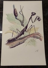 JOHN PAUL SARLANDE 1978 WATERCOLOR PAINTING PRAYING MANTIS EATING A FLY