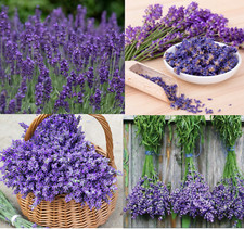 LAVENDER MIX Munstead & Vera Perennial Medicinal Dried Flowers Non-GMO 200 Seeds