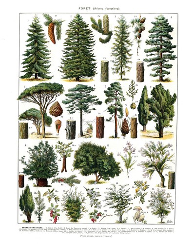 7 Poster Print Set Trees Evergreen Deciduous Fruit Trees Larousse Adolphe Millot - Picture 6 of 8