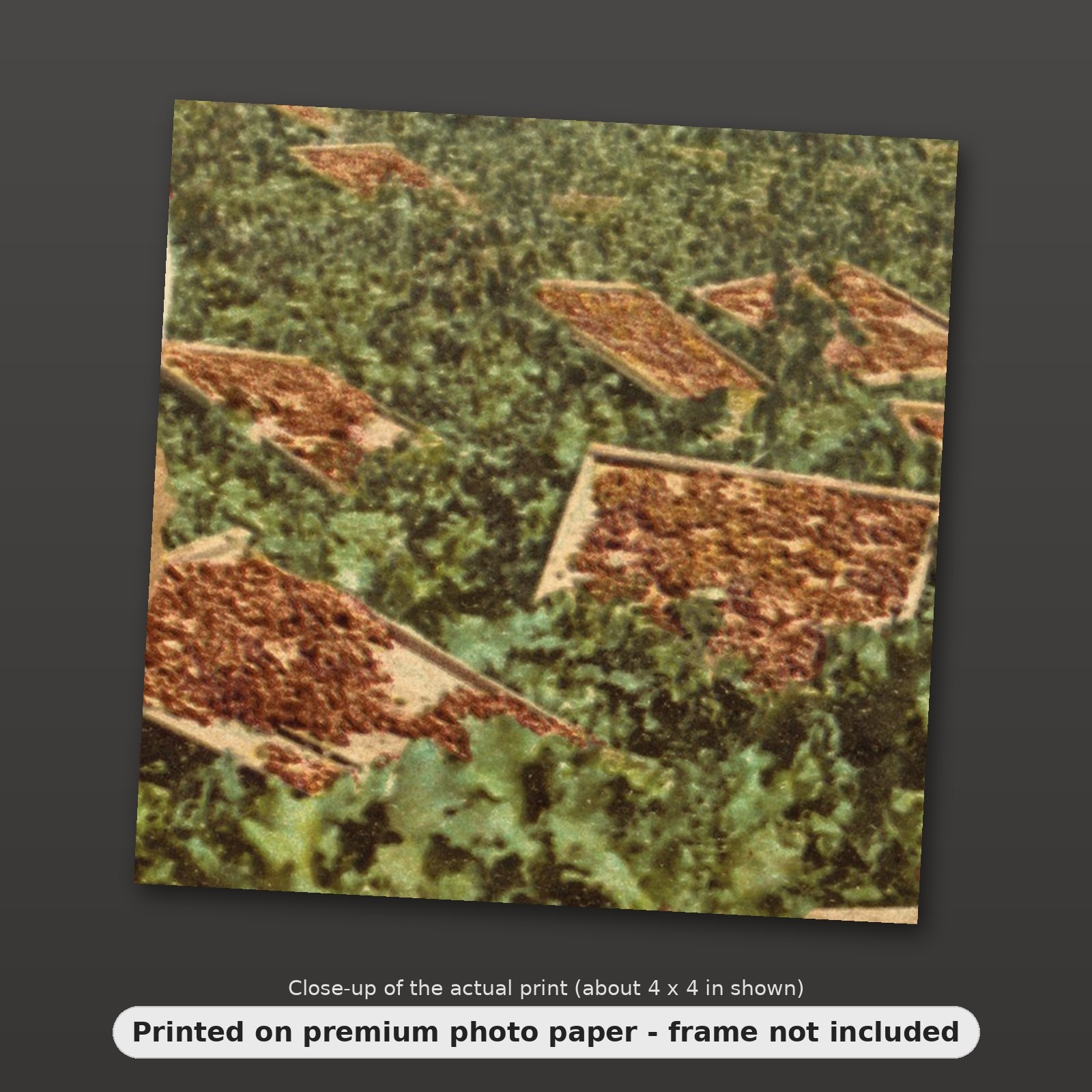 Calafornia Raisens Raisin Drying Racks in Southern California Vintage Americana 8x10 Photo ...