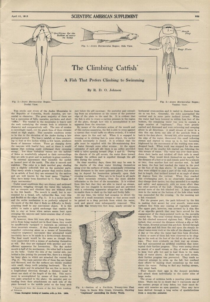 1913 Grabado Ictiología Bagre Arges Marmoratus Regan Columbia Escalada