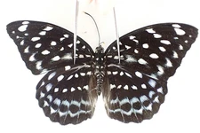 N29792. Insects, butterflies: Lexias sp. South Vietnam