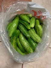 Luffa,Bitter Meln , Cucumber,Bottter Gourd 20 Seeds ++20 extra  seeds free