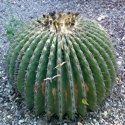 GOLDEN BARREL CACTUS (Echinocactus grusonii var.brevispinus) 10 seeds - Picture 2 of 4