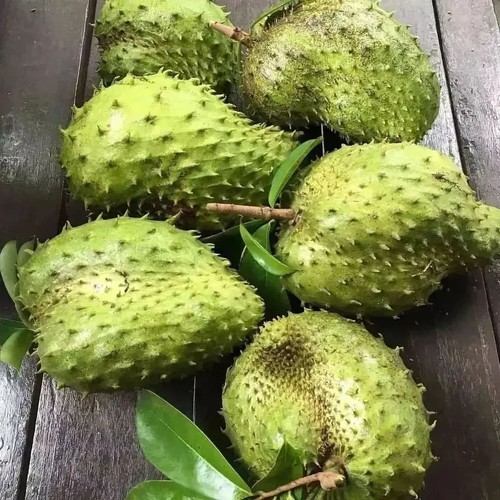 Ratu Soursop Seedss (Annona muricata) var. Ratu 100+ Seedss - Picture 6 of 8