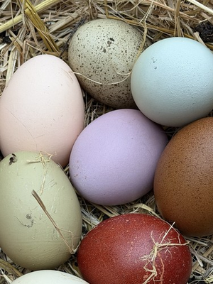 #ad #ad 6 Fertile Hatching Eggs Black Copper Maran Mix Hybrids Backcross Rainbow $20.00