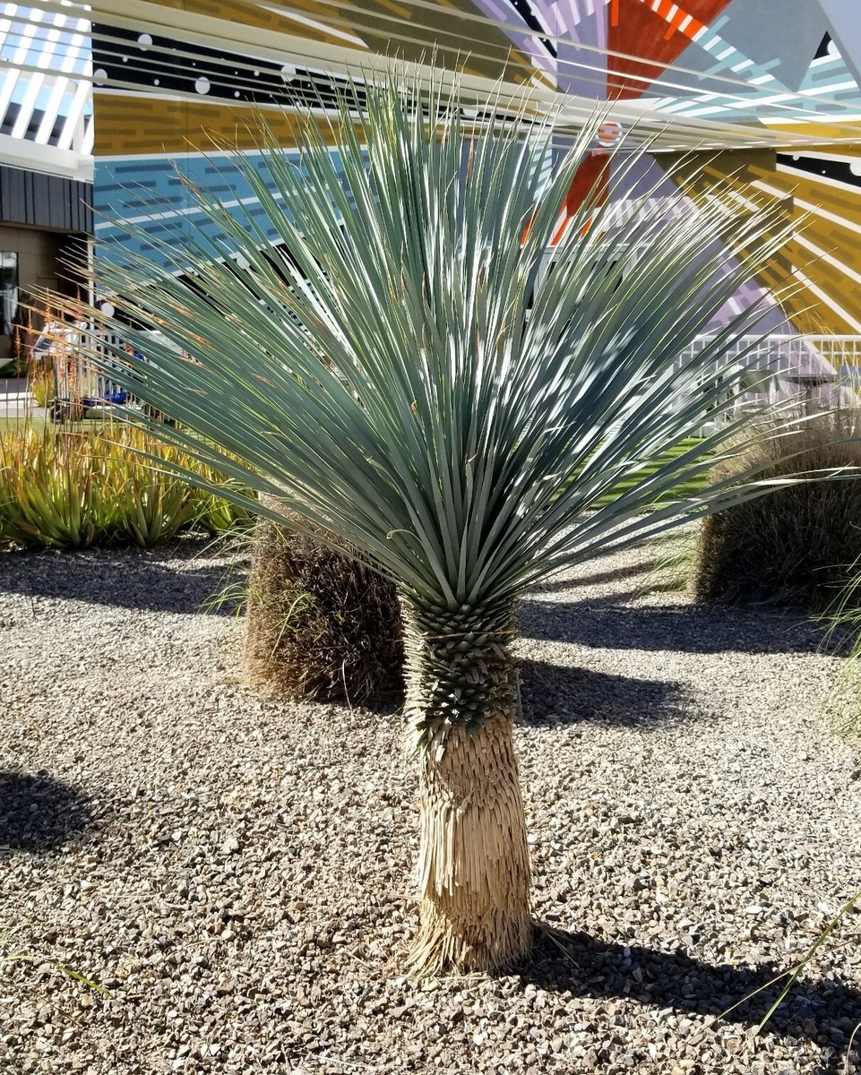 10 BLUE YUCCA TREE SEEDS (Yucca rigida) Exotic 