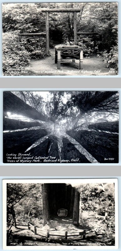 3 Postcards TREES OF MYSTERY, Redwood Highway CA~ Entrance, Cathedral Tree 1940s