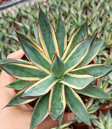 Agave Bruciata Borgogna Variegata Agavaceae Succulente Casa Giardino 8-10CM - Foto 5 di 11
