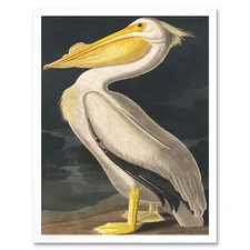 John James Audubon Style Pelican Bird Framed Wall Art Picture Print 12x16