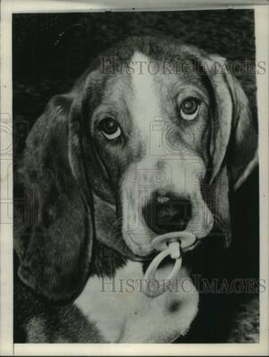 1965 Press Photo Dohrshire Van Duke, the Basset Hound dog on a baby's  pacifier