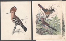 4x altkolorierte Lithographie 1846-52  VÖGEL Wiedehopf Eichelhäher Ammer Würger
