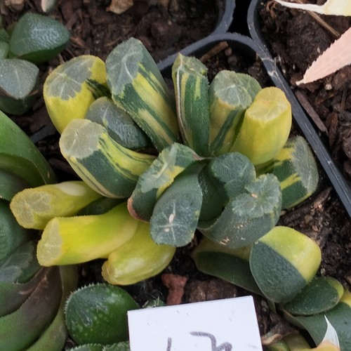 Haworthia Maughanii Variegated, 8cm roughly succulent