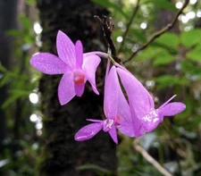 Dendrobium hasseltii Very Rare compact orchid species Sumatra clone