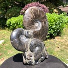 8.6LB Natural Ammonite Cluster Fossil Polished Specimen Healing Collection 5109 — photo 7
