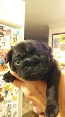 pugalier for sale gumtree