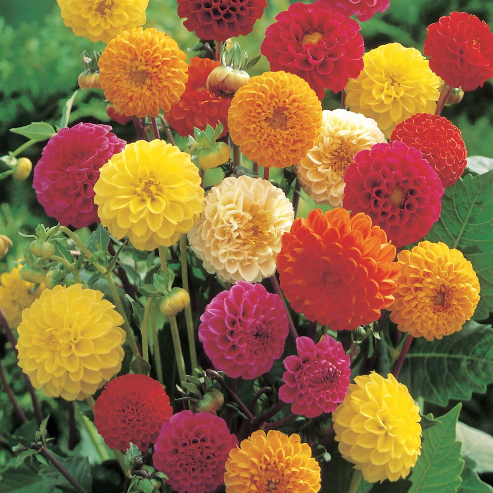 Mixed Colour Pompom Dahlia Tubers eBay