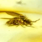 Baltic Amber Insect Fly Inclusion and 4x Magnifying Case includes COA