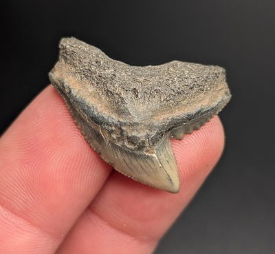 #ad #ad Killer XL Tiger Shark Tooth NC Quality Fossil $28.80