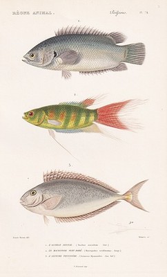 Anabas seandens Makropode Fische fishes Stahlstich engraving Cuvier 1849
