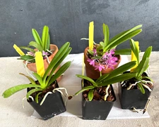 Miniature Vanda Ascofinetia Cherry Blossom Live Orchid plant Not in spike/bloom