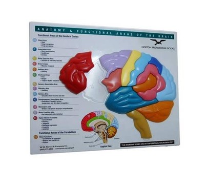 Brain Model & Puzzle  Anatomy and Functional Areas of the Br... - 9780393732894