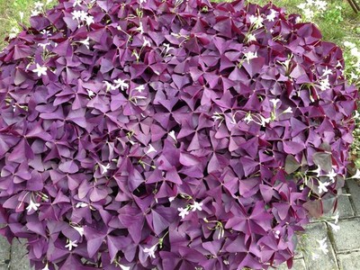 Glücksklee Zwiebeln, rote Blätter mit rosa Blüten , Oxalis triangularis 5 Stück