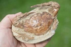 LOVELY  RARE FOSSIL CRAB FROM JAVA, INDONESIA , BEST VALUE  ANYWHERE! #17