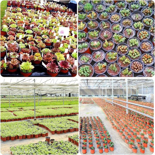 Bulk Plastic Plant Flower Pots Nursery Garden Plant Seedlings Pot Container AU - Picture 9 of 12