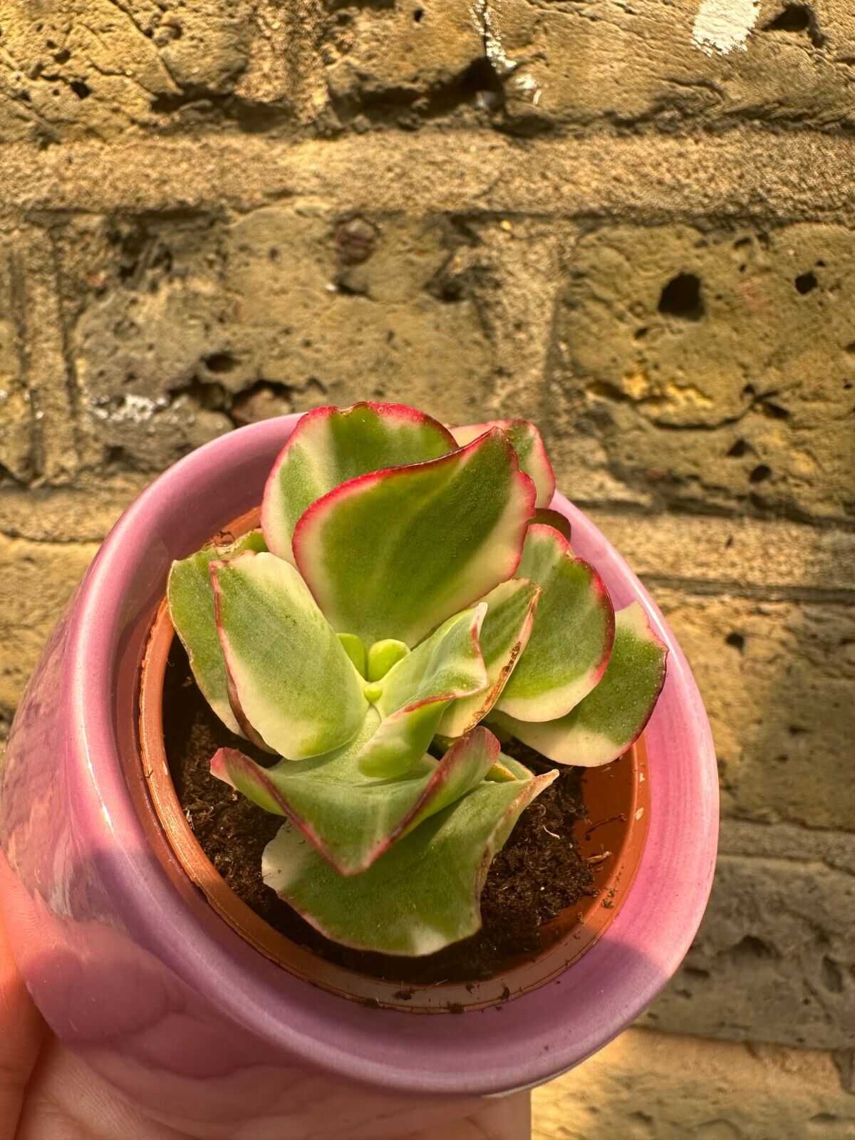 Picture 6 of 10