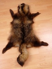 Schönes Marderhundfell Raccoon dog Fur