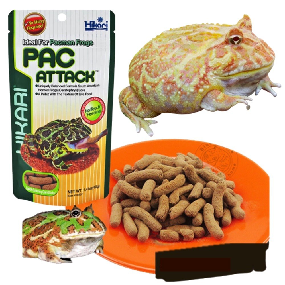 Frog Feeding Pacman Frog Eating Fish Frog Feeding Pacman Bullfrog