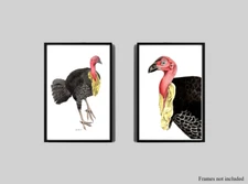 Australian Bushturkey Print Set