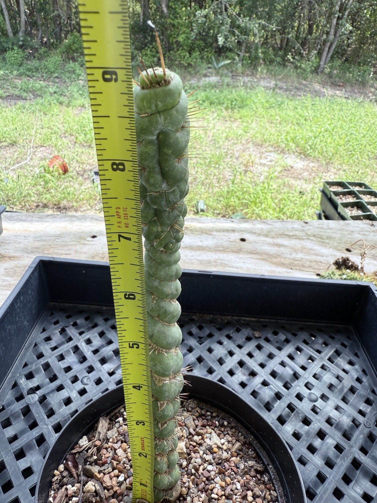 Eulychnia Castanea Spiralis “Unicorn Cactus 9” Tall !