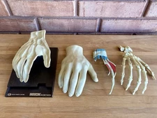 MEDICAL HAND MODEL Anatomical Merck Sharp Dohme Indocin Advertising